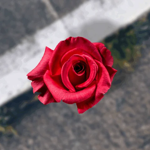 Rose NFT Collection
